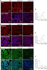 Syndecan 4 Antibody in Immunocytochemistry (ICC/IF)