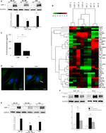 IL-8 (CXCL8) Antibody in Immunocytochemistry (ICC/IF)