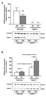 DDAH1 Antibody in Western Blot (WB)