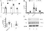 beta Actin Antibody in Western Blot (WB)