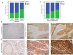 SRC (active) Antibody in Immunohistochemistry (IHC)