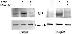 AHR Antibody in Western Blot (WB)