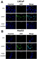 AHR Antibody in Immunocytochemistry (ICC/IF)