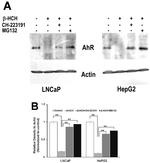 AHR Antibody in Western Blot (WB)