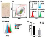 CD8 Antibody in Flow Cytometry (Flow)