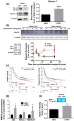 Galectin 7 Antibody in Western Blot (WB)