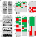 VE-cadherin Antibody in Western Blot (WB)