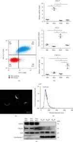 CD68 Antibody in Flow Cytometry (Flow)