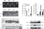 CXCR4 Antibody in Western Blot (WB)