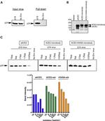 6x-His Tag Antibody in Western Blot (WB)