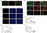 P2X2 Antibody in Immunohistochemistry (IHC)