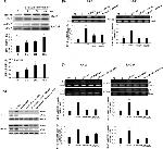 Phospho-NFkB p65 (Ser276) Antibody in Western Blot (WB)