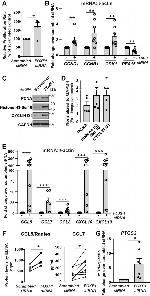 Phospho-Histone H3 (Ser10) Antibody in Western Blot (WB)