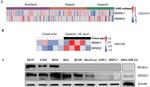 SEMG2 Antibody in Western Blot (WB)