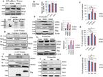 SEMG2 Antibody in Western Blot (WB)