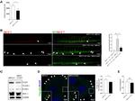 Vinculin Antibody in Immunocytochemistry (ICC/IF)