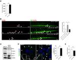 Vinculin Antibody in Immunocytochemistry (ICC/IF)