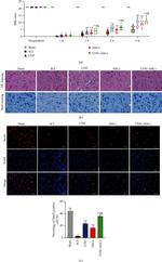 NeuN Antibody in Immunohistochemistry (IHC)