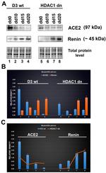 Renin Antibody in Western Blot (WB)