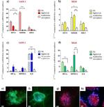 SOX2 Antibody in Immunocytochemistry (ICC/IF)