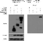 HSP90 beta Antibody in Western Blot, Immunoprecipitation (WB, IP)