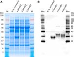 6x-His Tag Antibody in Western Blot (WB)