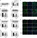 alpha-ENaC Antibody in Western Blot, Immunocytochemistry (WB, ICC/IF)