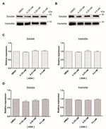 alpha Tubulin Antibody in Western Blot (WB)