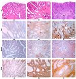 SPARC Antibody in Immunohistochemistry (IHC)