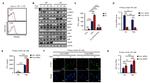 Phospho-TAK1 (Ser439) Antibody in Immunocytochemistry (ICC/IF)