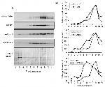 DPM1 Antibody in Western Blot (WB)