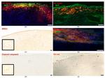 SCF Antibody in Immunohistochemistry (IHC)