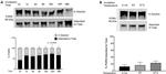 PCDGF Antibody in Western Blot (WB)