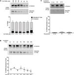 PCDGF Antibody in Western Blot (WB)