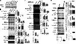 HEY2 Antibody in Western Blot (WB)