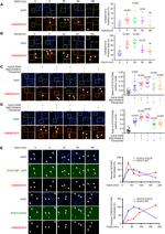 CDK8 Antibody in Immunocytochemistry, Proximity Ligation Assay (PLA) (ICC/IF, PLA)