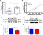 beta Actin Antibody in Western Blot (WB)