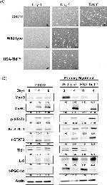 MYOD Antibody in Western Blot (WB)