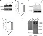 NDUFB8 Antibody in Western Blot (WB)