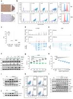 GP130 Antibody in Flow Cytometry (Flow)