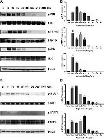 STAT3 Antibody in Western Blot (WB)