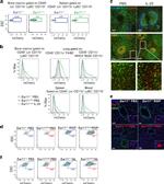 mCherry Antibody in Immunohistochemistry (IHC)