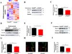 Sodium/Calcium Exchanger Antibody in Western Blot (WB)