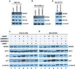 MDM2 Antibody in Western Blot (WB)