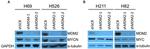 MDM2 Antibody in Western Blot (WB)