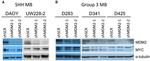 MDM2 Antibody in Western Blot (WB)