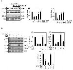 HO-1 Antibody in Western Blot (WB)