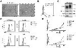 CD63 Antibody in Western Blot (WB)