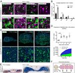 NR5A1 Antibody in Immunocytochemistry (ICC/IF)