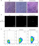 c-Myc Antibody in Immunohistochemistry, Flow Cytometry (IHC, Flow)